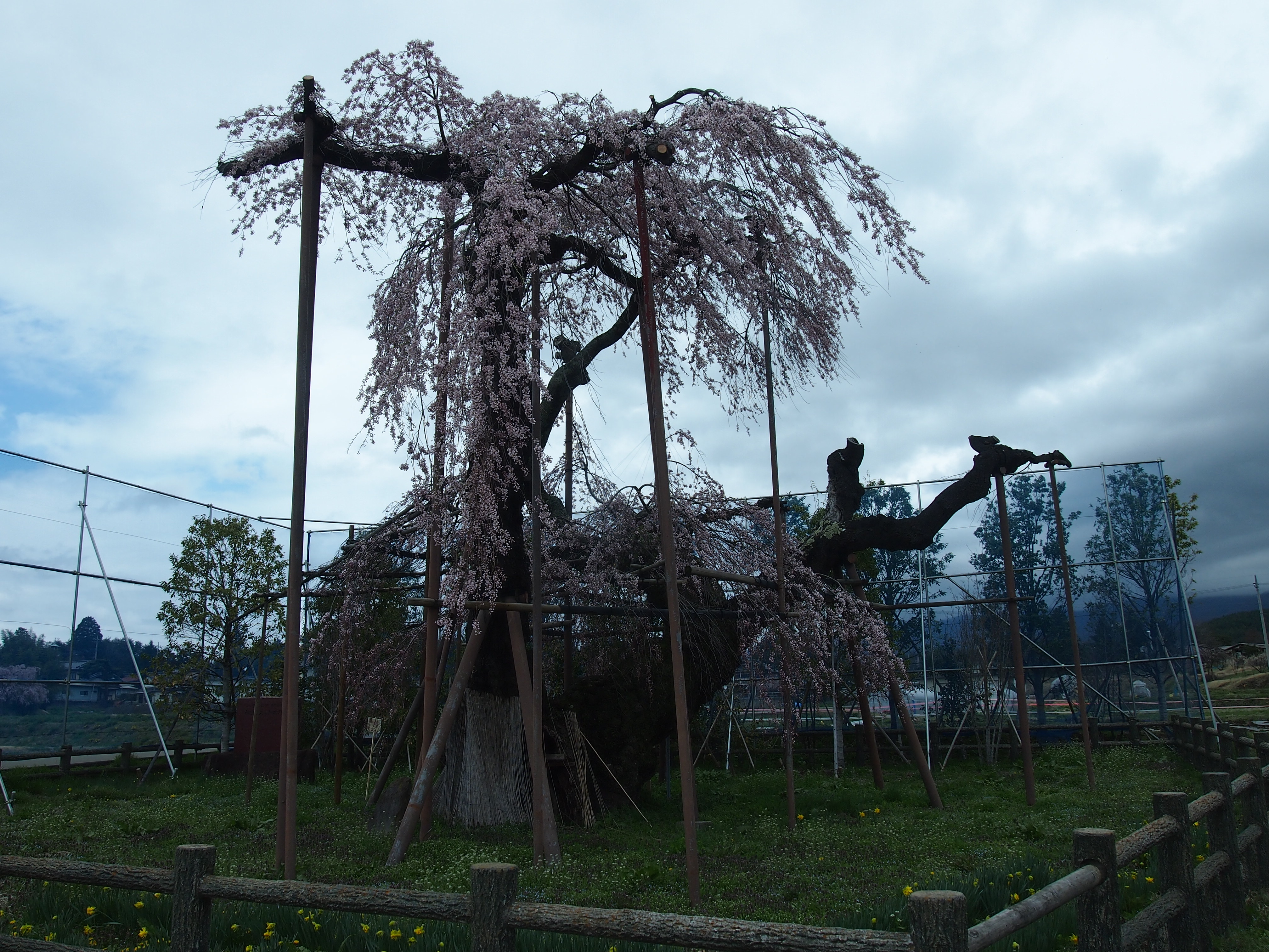 神田の大糸桜